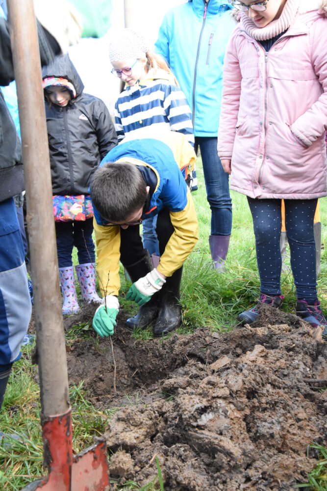 Plantation d’arbres